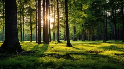 Obraz premium Summer forest with vibrant green grass and warm sunset light