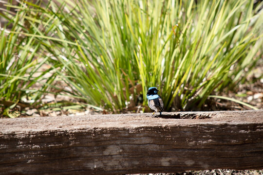 the fairy wren is ooking at the grass