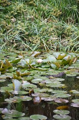 Naklejka premium Water lily flower bud on the pond.