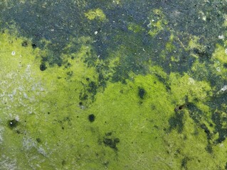 Abstrack grunge old concrete wall with green moss texture 