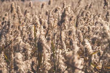 Fototapeta premium Pampa grass field at the Suncheon Bay Nature Reserve in Suncheon, South Korea