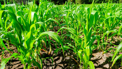 Close up view Rows of healthy, green corn plants stretch across a fertile field, cultivated for food production