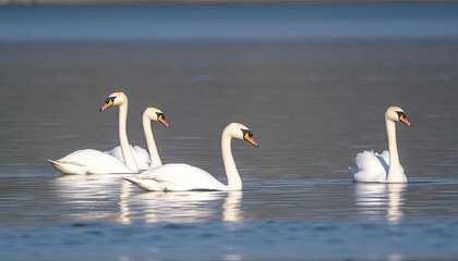 Four swans on a serene lake