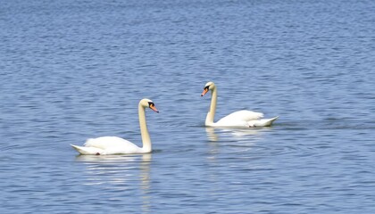 Obraz premium Two swans on placid lake