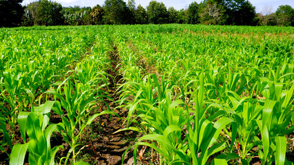 Fototapeta premium A beautiful view of a corn field, showing bright green leaves and stalks of healthy young corn plants under a clear sky.