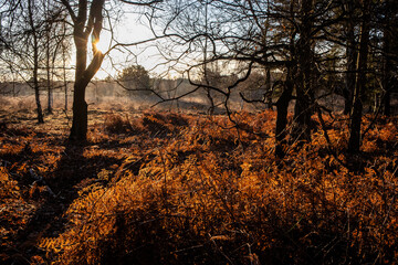 Sunrise on brown bracken leaves in woodland