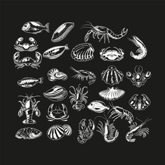 Seashells engraving design vector template