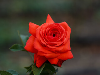 Kordes rosa Salita is blooms in garden. Growing roses in the garden.