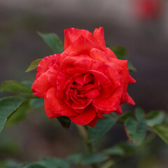 Kordes rosa Salita is blooms in garden. Growing roses in the garden.