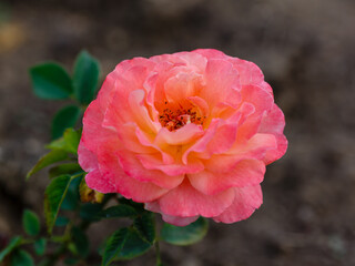 English rosa Abraham Darby (AUScot, Candy Rain, Country Darby) is blooms in garden. Growing roses...