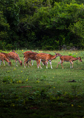 Graceful Herd: Spotted deer grazing peacefully in the lush greenery, a picture of harmony in the wild.