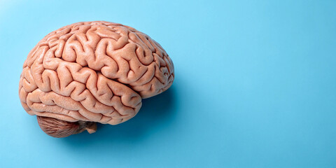 Obraz premium Human brain on blue background. Medical biological banner with copy space. Concept for neurology, psychiatry, mental health