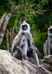 Wise Watcher: A langur strikes a regal pose, exuding calm and intelligence amidst the wilderness.