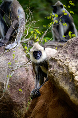 Curious Observer: A langur peers with intrigue from behind a rock, blending seamlessly into its rugged wilderness home
