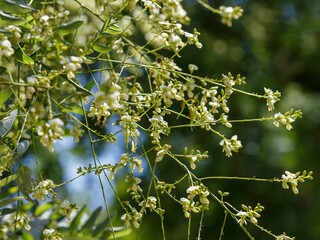 A bee collects nectar on the flowers of Sophora Japonica. Sophora japonica , or Japanese pagoda...