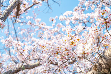 青空に広がる満開の桜