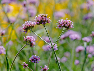 Verbena bonariensis ( Latin- Verbena bonariensis ) is a species of herbaceous plant of the genus...