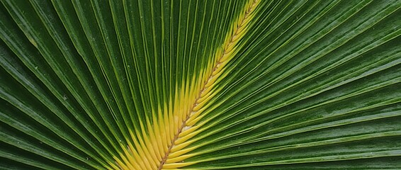 Obraz premium Palm frond with green pattern.