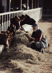 Farmer crouching in front of cow on ranch