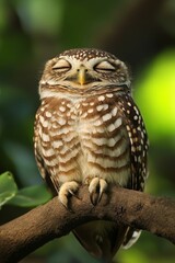 Small owl perched, eyes closed, speckled plumage.