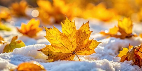 Fototapeta premium First Snow on Autumn Leaves: Vibrant Yellow Foliage Meets Winter's First Fall
