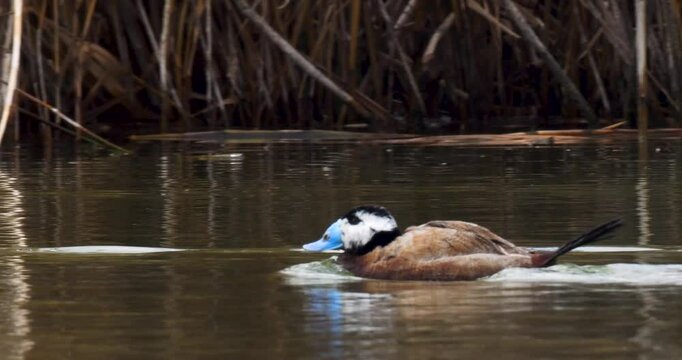 White-headed duck, a swimming duck species, usually lives in fresh waters and sea coasts. They feed by eating living creatures, greenery and plankton in the water with their spatula-shaped beak.