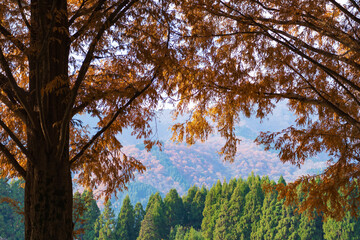 秋のメタセコイア（滋賀県）