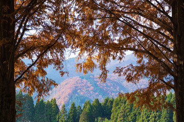秋のメタセコイア（滋賀県）