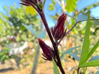 Fototapeta premium Jamaica sorrel or Rosella in the garden.