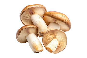 Fototapeta premium Closeup of Porcini mushroom showing its textured cap and stem isolated on a white background. Concept of fungi and nature