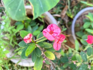 Pink Euphorbia milii in the garden