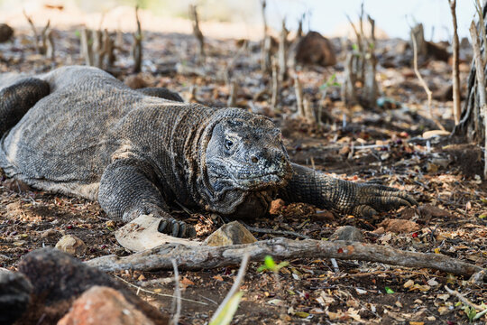 Komodo dragon close up, Komodo National Park, Indonesia