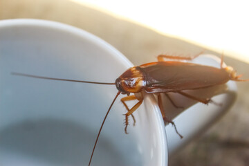 a cockroach in a cup