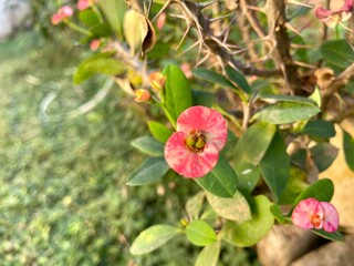 Euphorbia milii plants have beautiful pink flowers