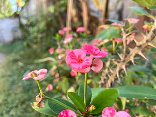 Euphorbia milii plants have beautiful pink flowers