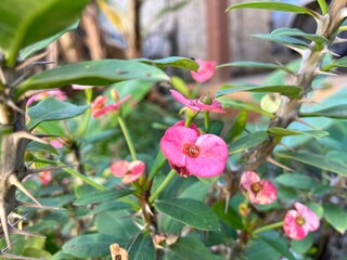 Euphorbia milii plants have beautiful pink flowers