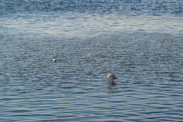 Aigrette à l'affût