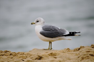 seagull on the beach