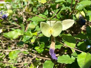 Purple Thunbergia erecta flowers are wilting.