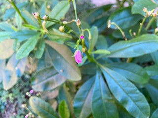 Pink Talinum paniculatum blooming in welcome of the coming winter