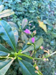 Pink Talinum paniculatum blooming in welcome of the coming winter