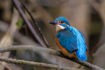 Eisvogel auf einem Zweig