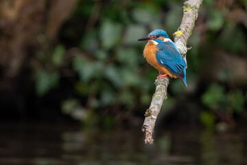 Eisvogel auf einem Ast