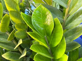 Green leaves of Zanzibar Gem