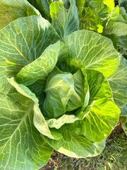 Green Cabbage Vegetables in the Garden.