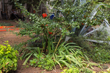 A bush with flowering rowan. Natural environment. Garden in the center Tbilisili, Georgia.