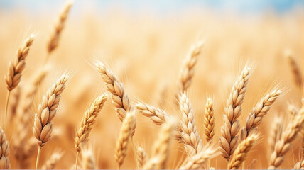 Fototapeta premium golden wheat field