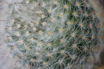 A close up of a cactus with many small white flowers