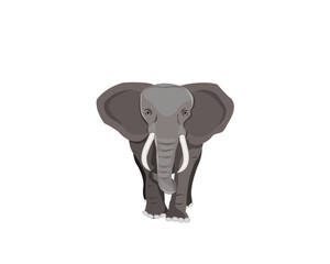 Vector illustration of  front view of elephant