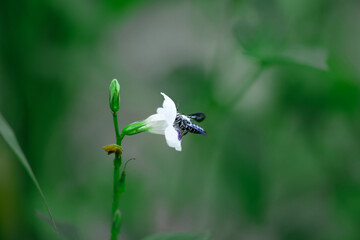 bee on a flowers